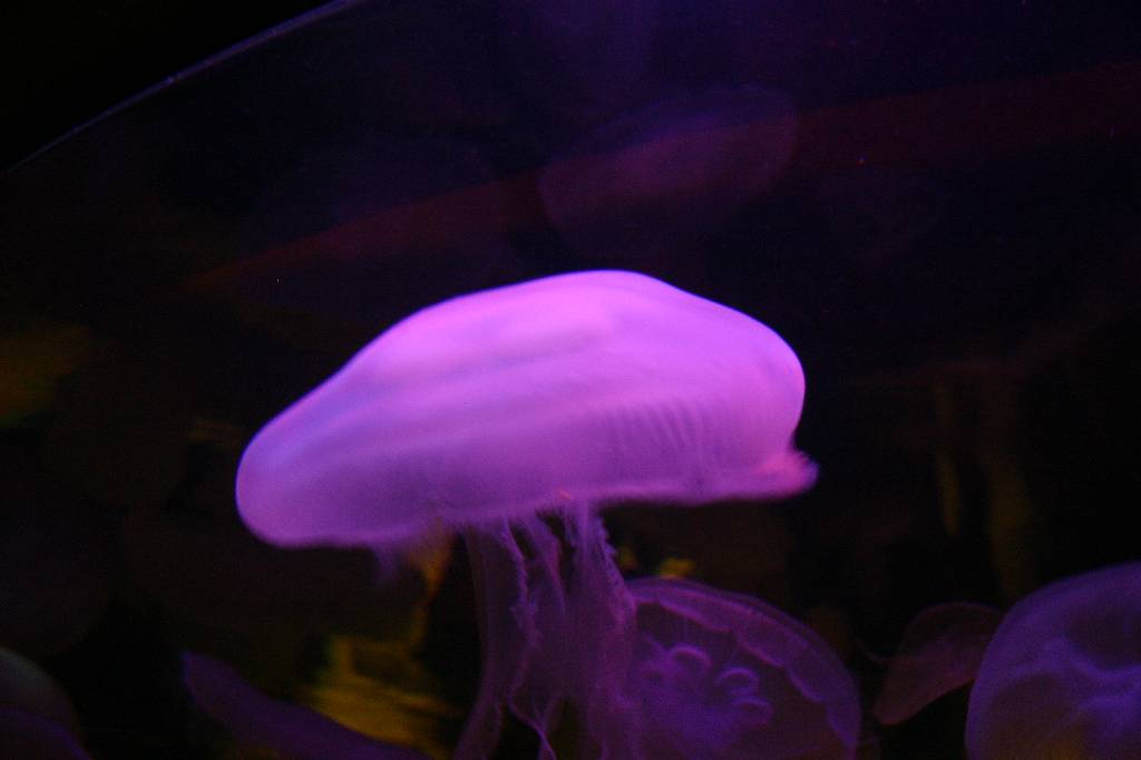 IMG_7537 