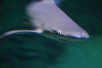 IMG_7627 